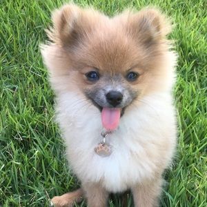 Meet your Posher, Nichole